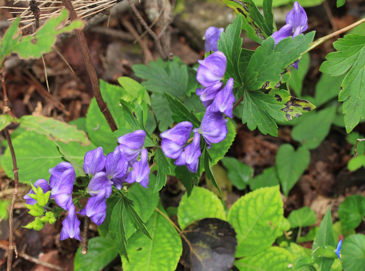 大山の麓 秋の花② タンナトリカブト・ホソバノヤマハハコなど : こん