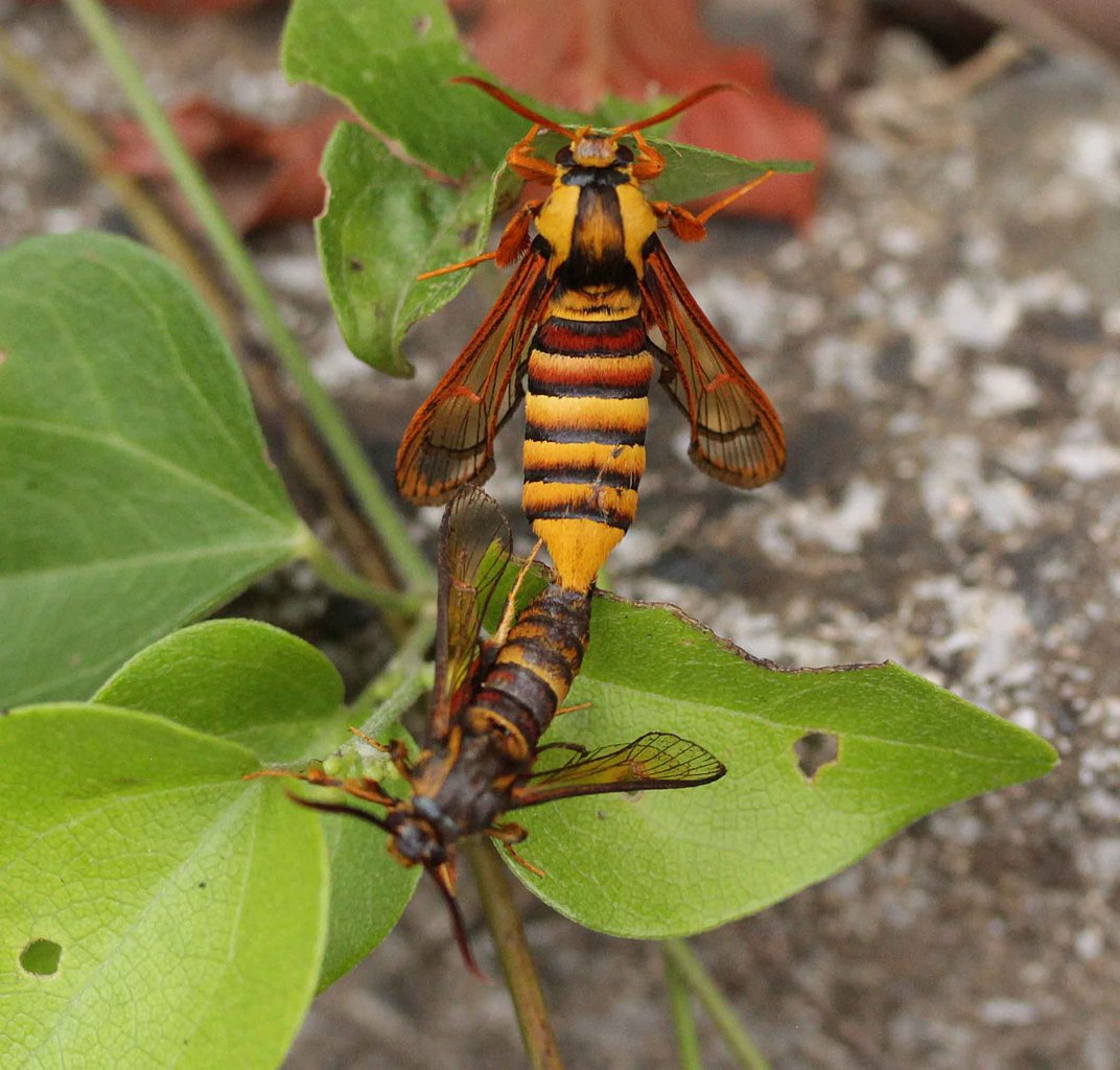 コシアカスカシバ ホシホウジャク キハダカノコほか こん近のblog