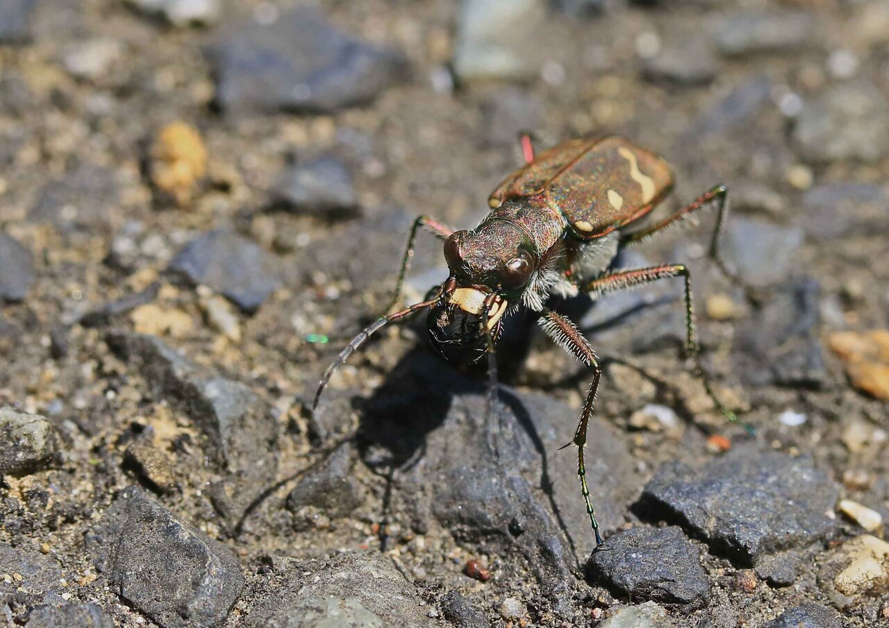 アイヌハンミョウ・ニワハンミョウ・オオアカバハネカクシ・オオアカバ