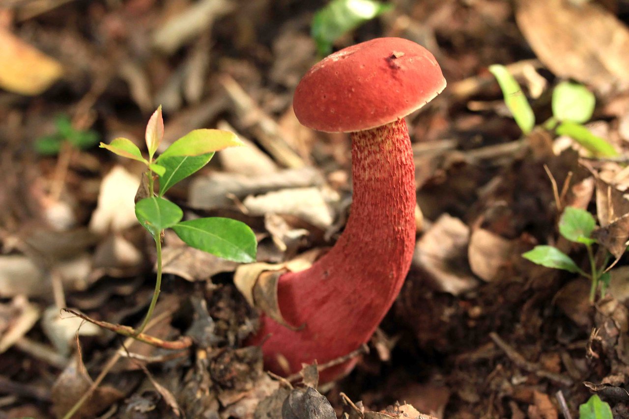 ミヤマベニイグチ キクバハナイグチ こん近のblog