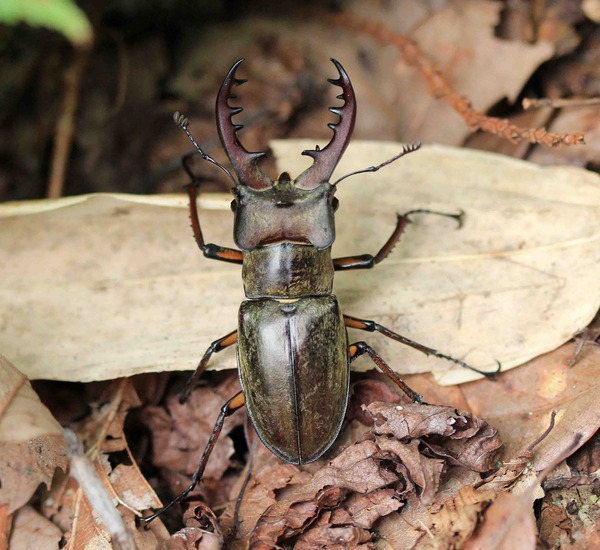 ミヤマクワガタ マヤサンオサムシ アキタクロナガオサムシ こん近のblog