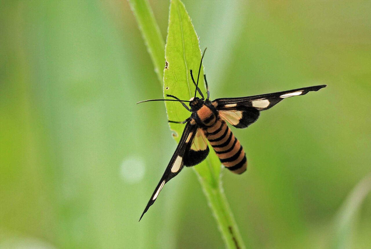 美しい蛾 マドガ キハダカノコ カノコガ ヤホシホンマダラ キスジホンマダラ こん近のblog 美しい蛾 マドガ キハダカノコ カノコガ ヤホシホンマダラ キスジホンマダラ こん近のblog