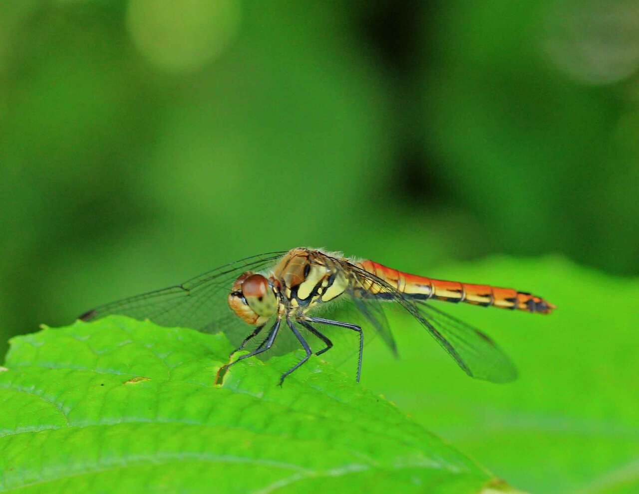 赤トンボ アキアカネ こん近のblog 赤トンボ アキアカネ こん近のblog