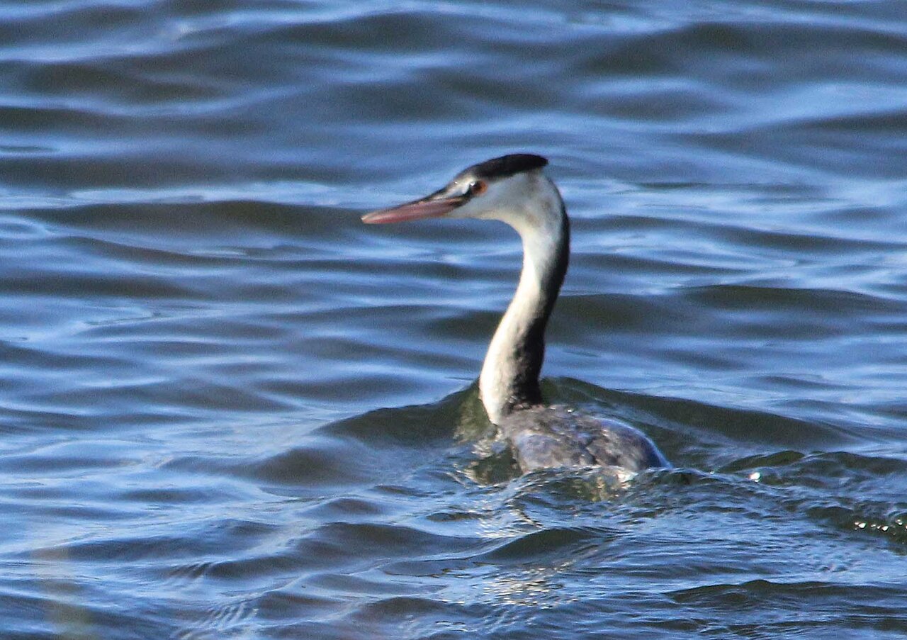 湖山池のハジロカイツブリ カンムリカイツブリ こん近のblog