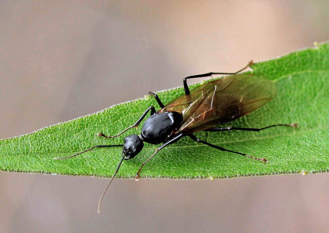 大型のクロオオアリ 働きアリ 女王アリ こん近のblog