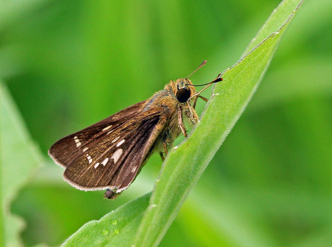 ゴイシシジミ トラフシジミ キマダラセセリ ホソバセセリ オオチャバネセセリ こん近のblog