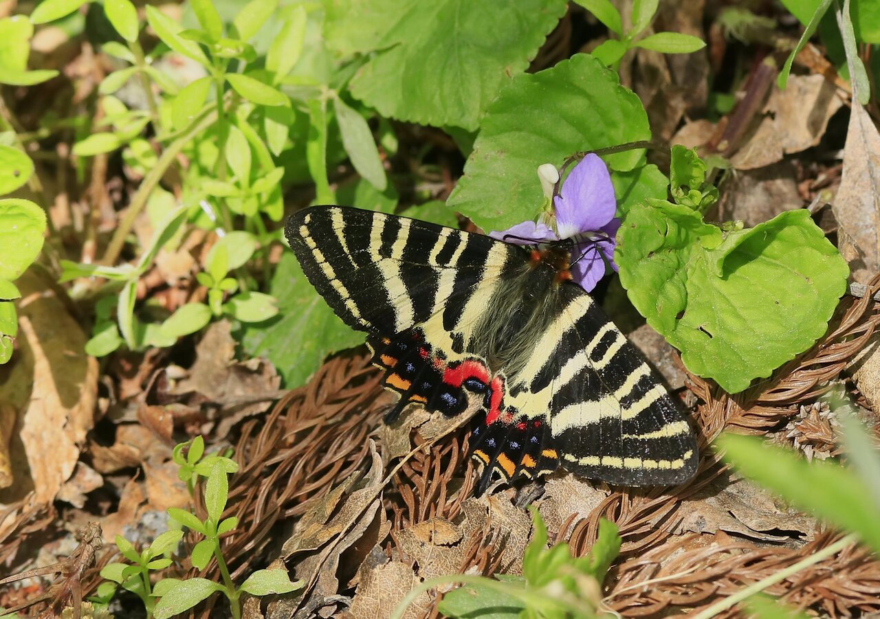 大山山麓で遭遇 ギフチョウ・コツバメ・ウスバシロチョウ : こん近のblog