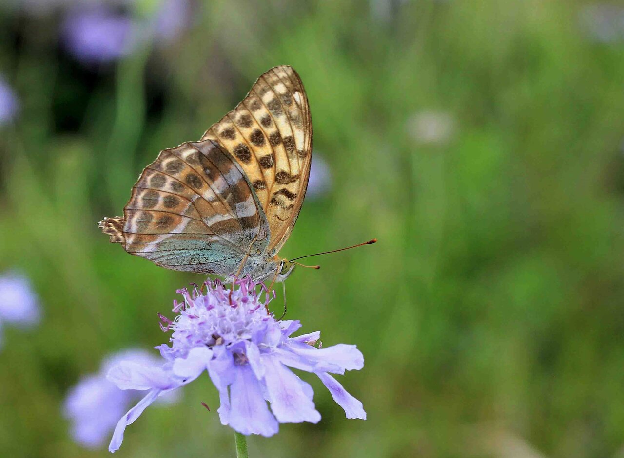 豹柄のチョウ ミドリヒョウモン ツマグロヒョウモン こん近のblog