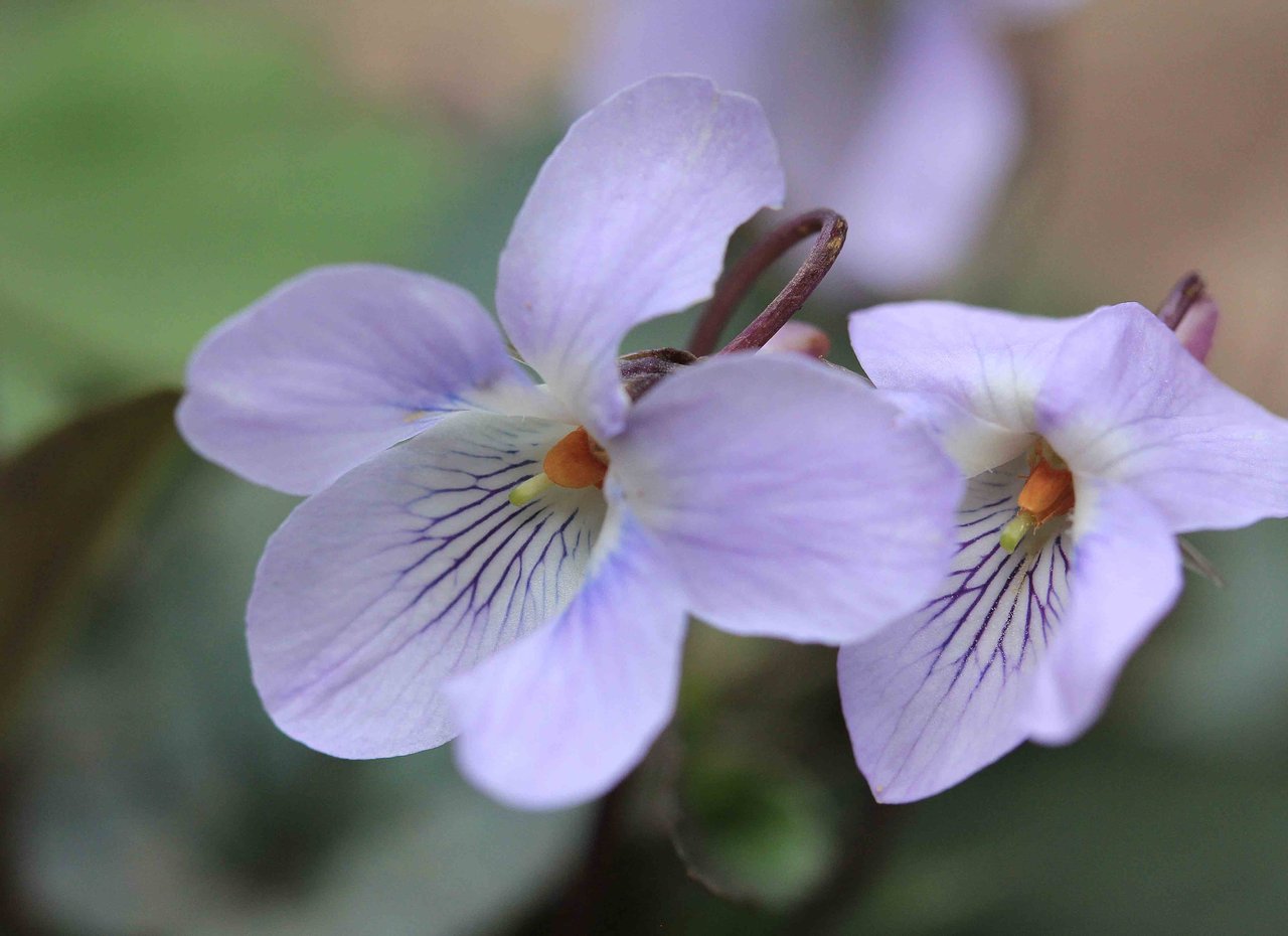 ナガバノタチツボスミレ コスミレ アマナ こん近のblog