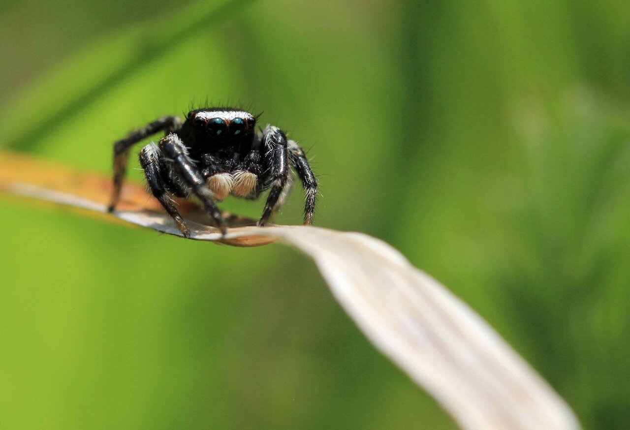 子育てする マミジロハエトリ こん近のblog