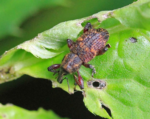 アンゴラ産　オオタマゾウムシ　21mm アンゴラ産 オオタマゾウムシ 21mm アンゴラ産 オオタマゾウムシ 21mm