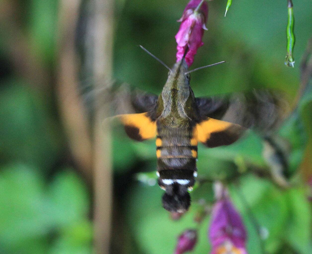 蜂のような ホシホウジャク 蝶のような イカリモンガ エゾギクトリバ こん近のblog