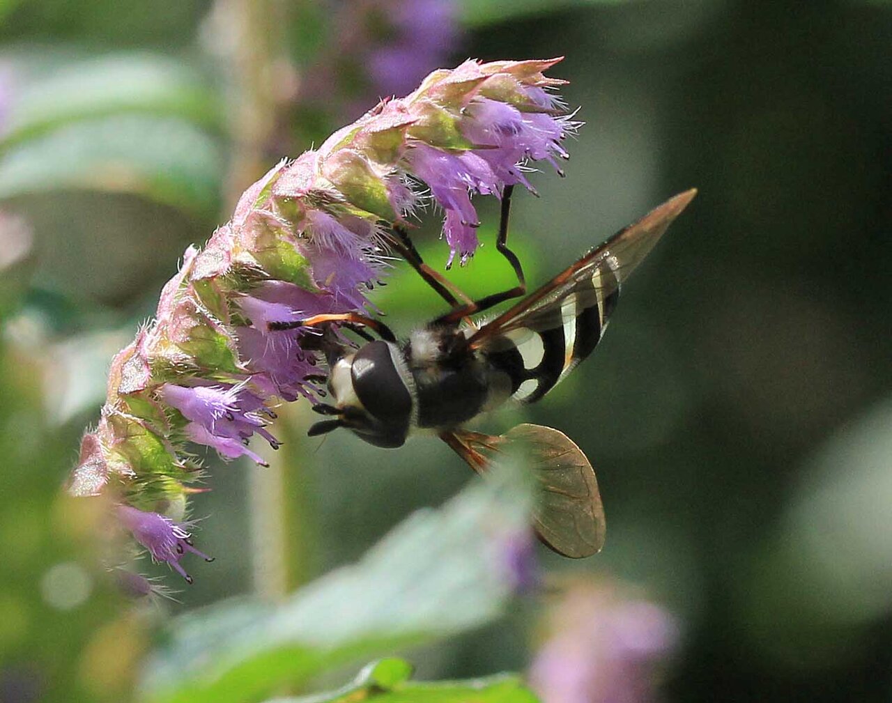 ヘリヒラタアブ ナミホシヒラタアブ フタホシヒラタアブ ホソヒラタアブ オビホソヒラタアブ こん近のblog