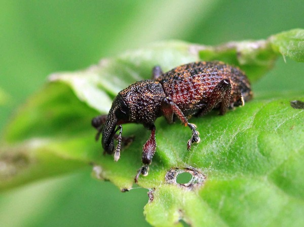 タマゴゾウムシ オオタコゾウムシ こん近のblog