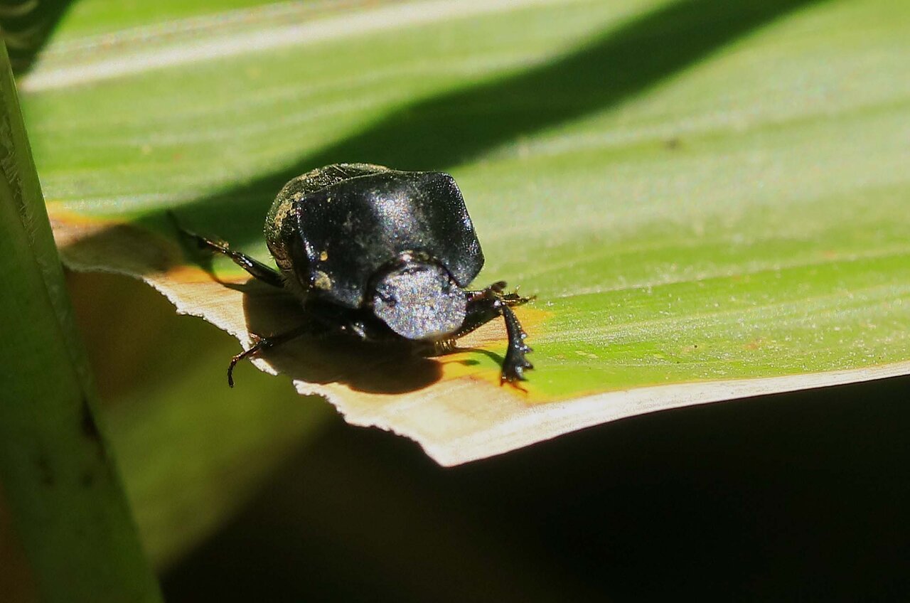 クロマルエンマコガネ・コカブトムシ・コイチャコガネ : こん近のblog