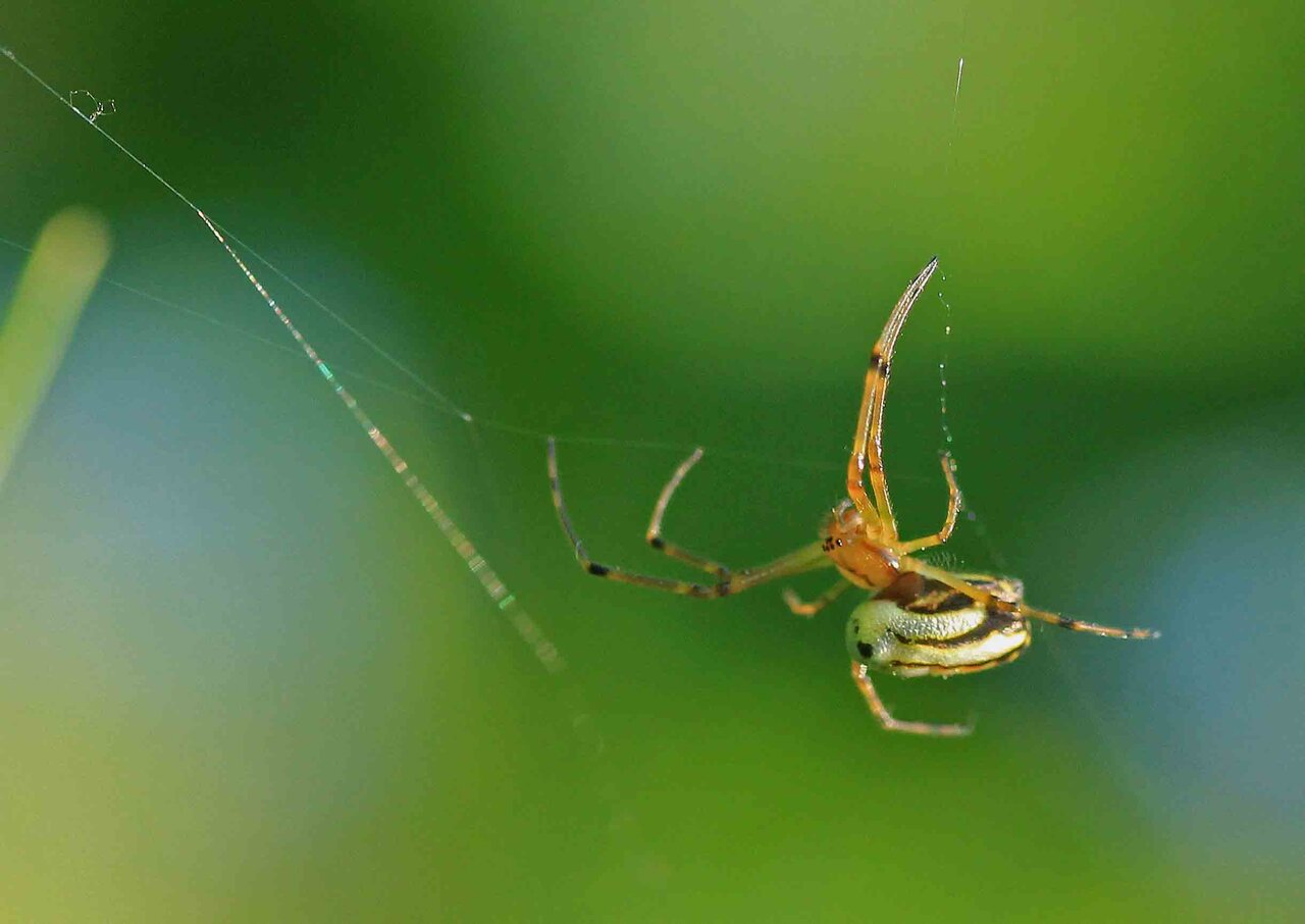 オオシロカネグモ チュウガタシロカネグモ コシロカネグモ こん近のblog