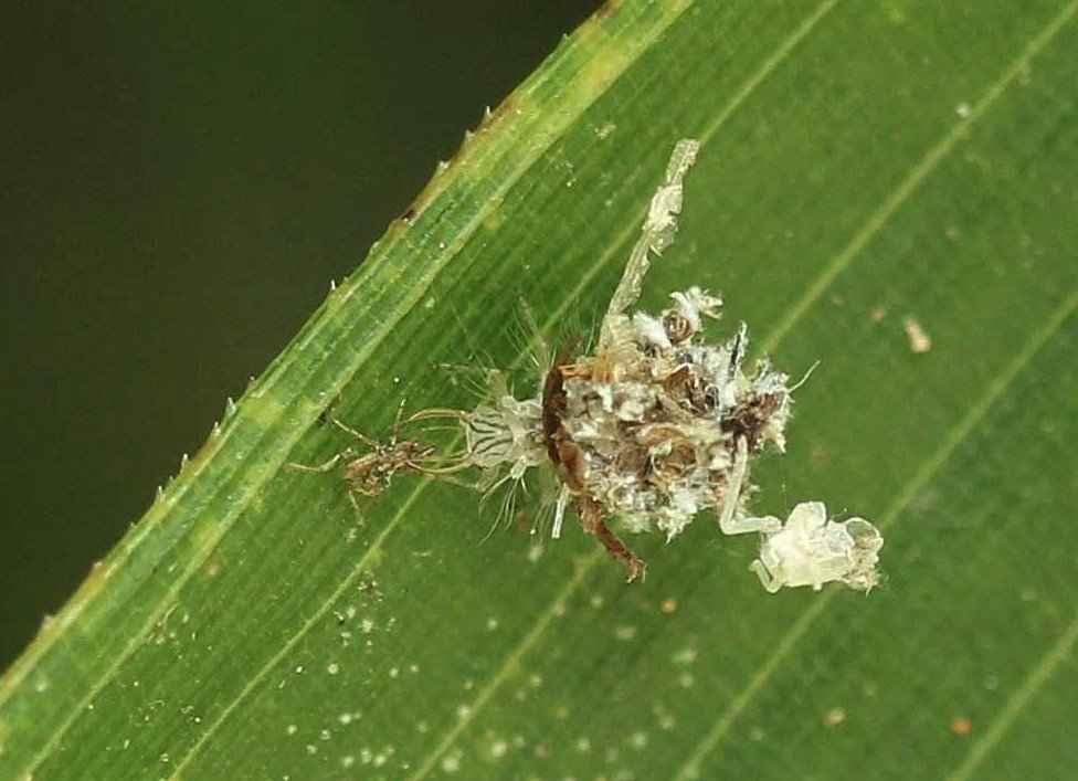 アミメカゲロウの仲間 クサカゲロウ幼虫 ウスバカゲロウ こん近のblog