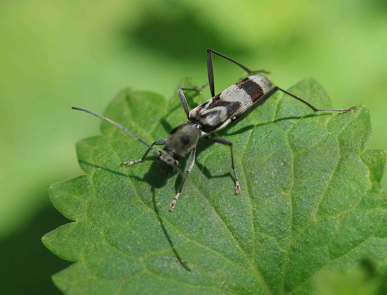 キクスイカミキリ ヒトオビアラゲカミキリ トゲヒゲトラカミキリ こん近のblog