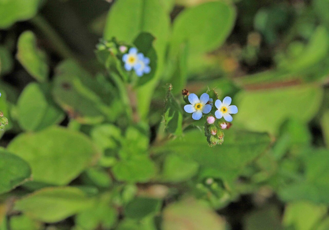 オオイヌノフグリ＊ナズナ＊キュウリグサ＊シジミチョウ♡植物画 Your Granny Was Chic
