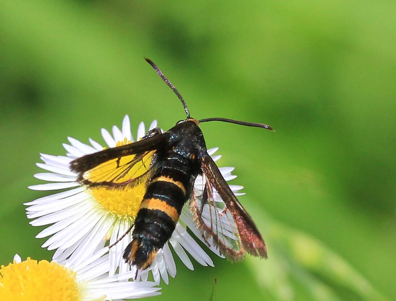 ホシホウジャク ヒメアトスカシバ ムナブトヒメスカシバ こん近のblog