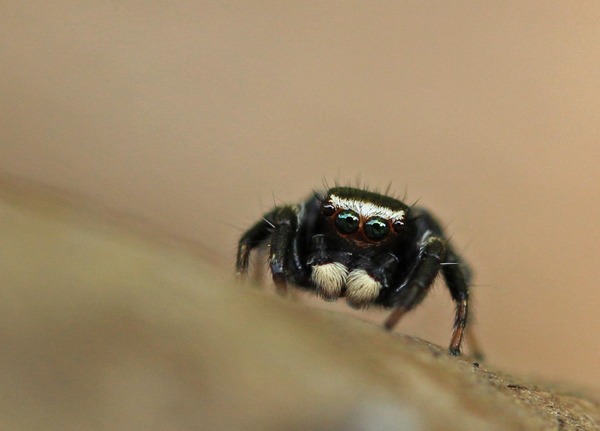 マミジロハエトリグモ つぶらな瞳が可愛い こん近のblog マミジロハエトリグモ つぶらな瞳が可愛い こん近のblog