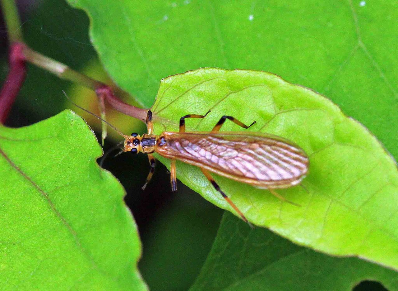 昆虫 こん近のblog