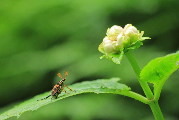 美しい キイオオトラフハナムグリ♂・マメコガネ : こん近のblog