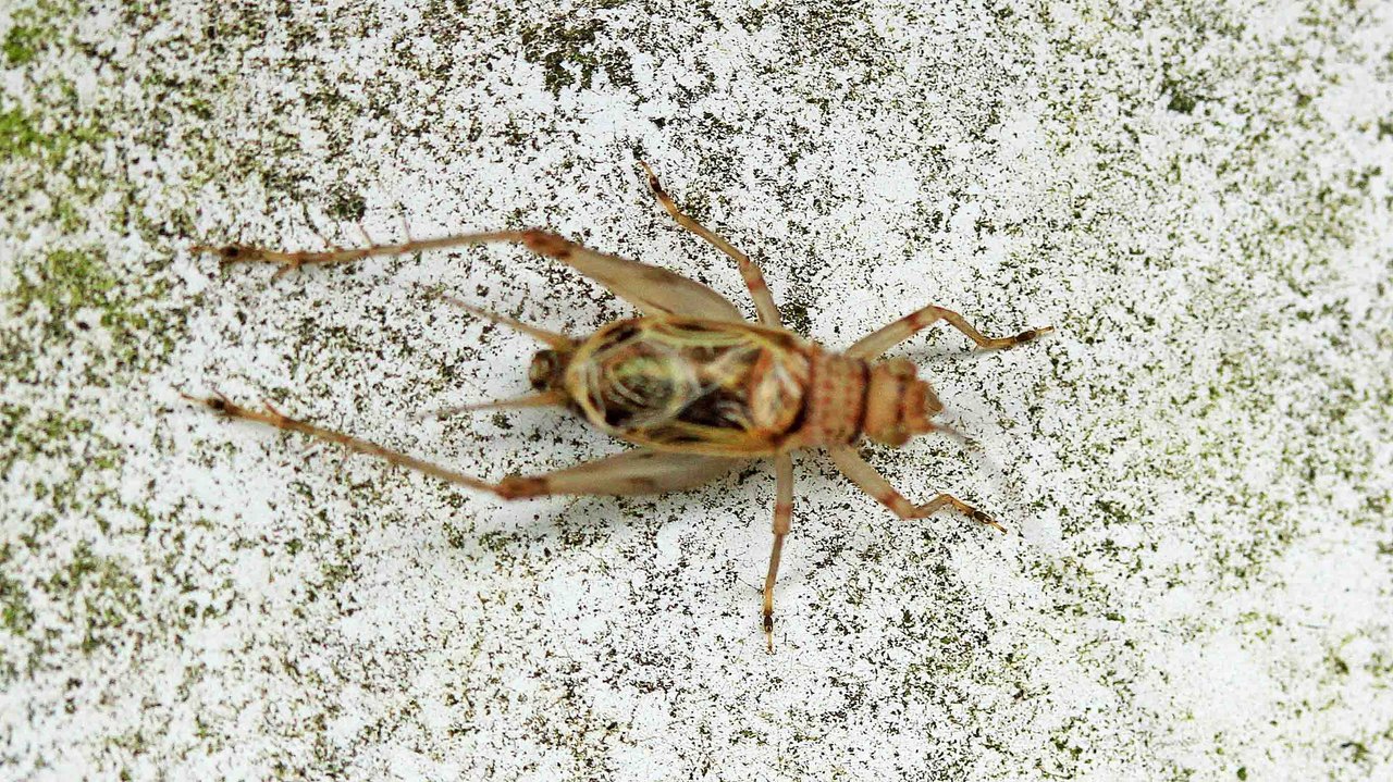 クサヒバリ こん近のblog