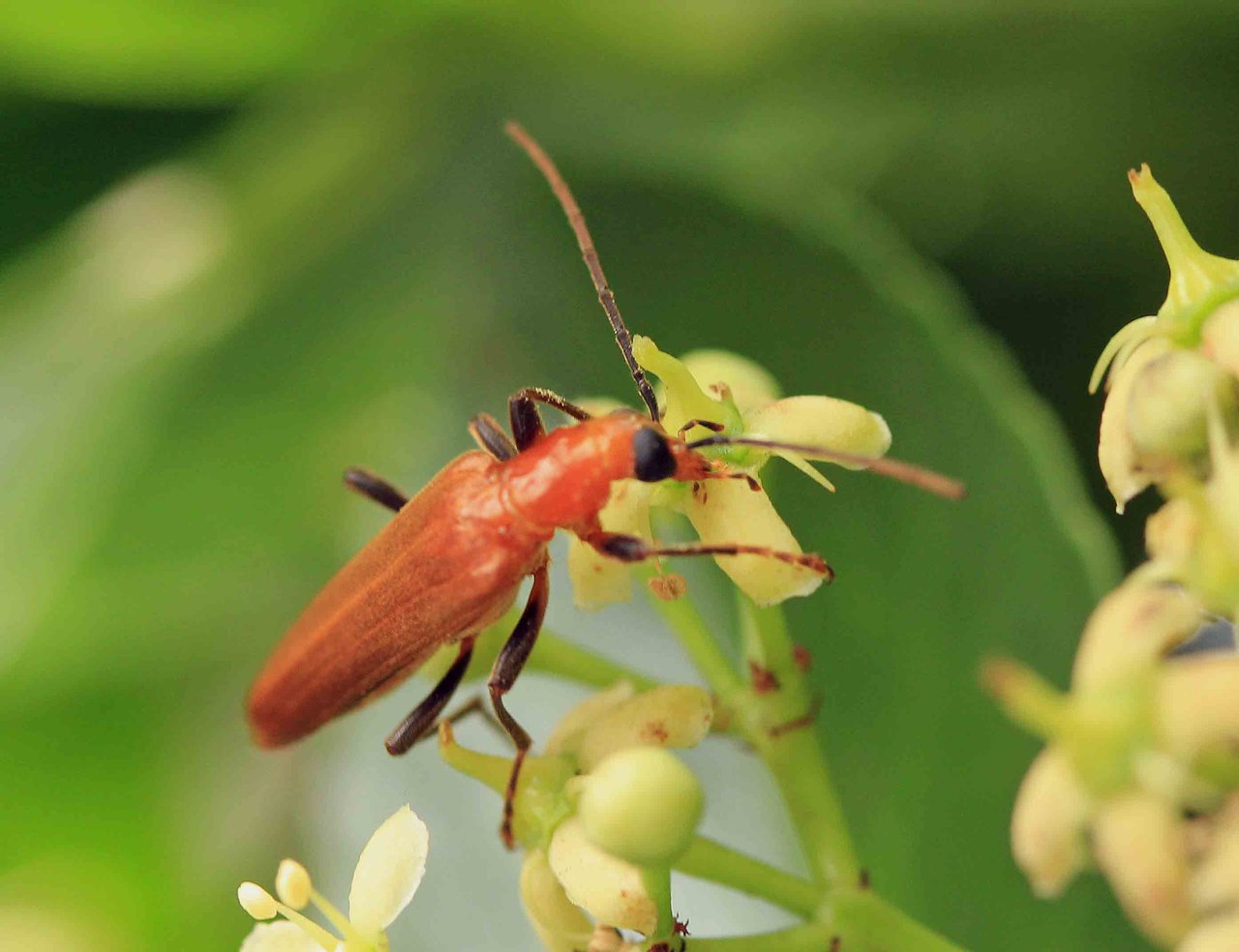 ゴマダラカミキリ・キイロカミキリモドキ・キアシカミキリモドキ