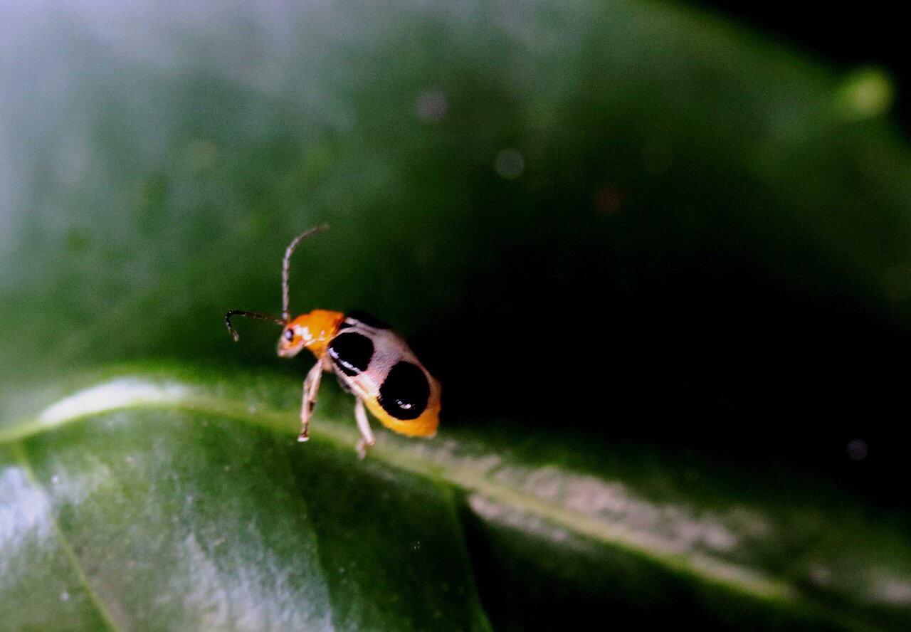 ヨツボシハムシ アトボシハムシ アカガネサルハムシ ウリハムシモドキ こん近のblog ヨツボシハムシ アトボシハムシ アカガネサルハムシ ウリハムシモドキ こん近のblog