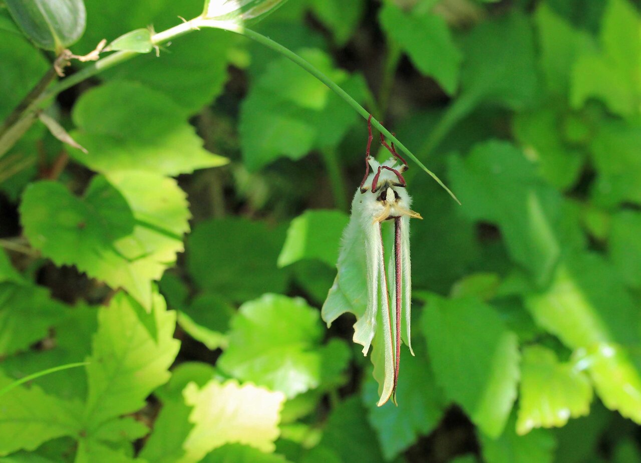 大きな蛾 シロスジトモエ ハグルマトモエ オオミズアオ オビカギバ キノカワガ こん近のblog