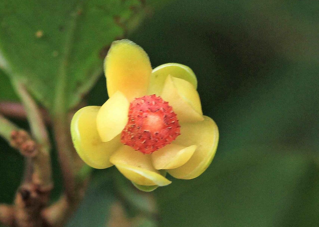 秋の花と実 サネカズラ ウリノキ サルナシ マタタビ ガマズミ ヤブニッケ こん近のblog