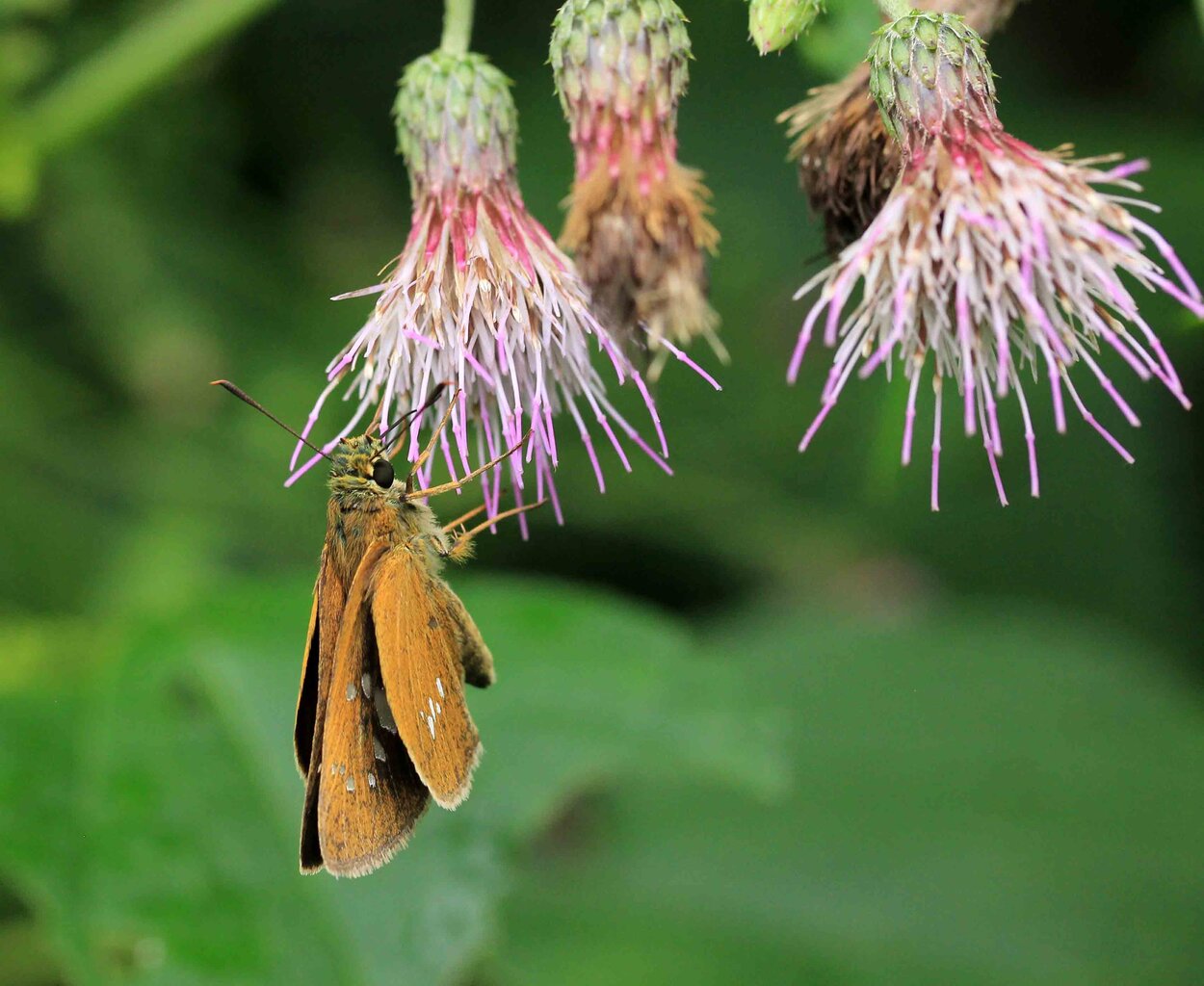 蝶 こん近のblog