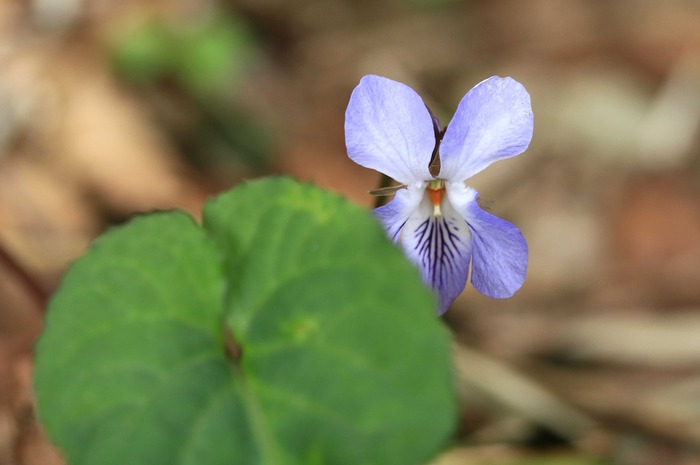 菫色 スミレサイシン・オオタチツボスミレ・山陰型タチツボスミレ