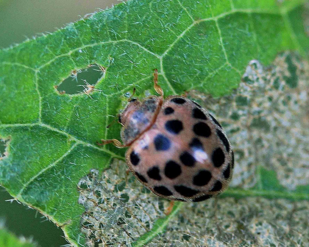 ヤマトアザミテントウ ニジュウヤホシテントウ ヒメカノコテントウ ヒメアカホシテントウほか こん近のblog