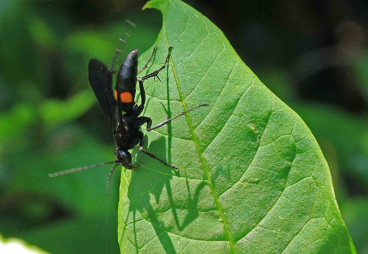 スギハラクモバチ オオモンクロクモバチ コトゲアシクモバチ こん近のblog