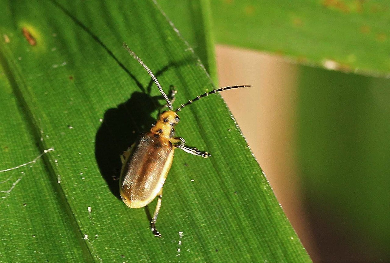イタヤハムシ クロルリトゲハムシ ムシクソハムシ こん近のblog