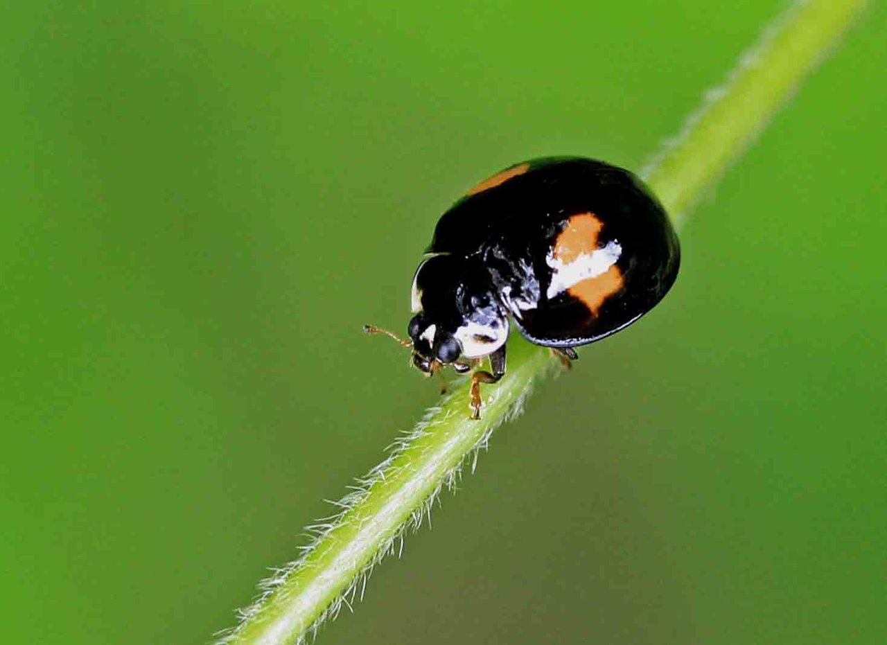 ヤマトアザミテントウ ニジュウヤホシテントウ ヒメカノコテントウ ヒメアカホシテントウほか こん近のblog