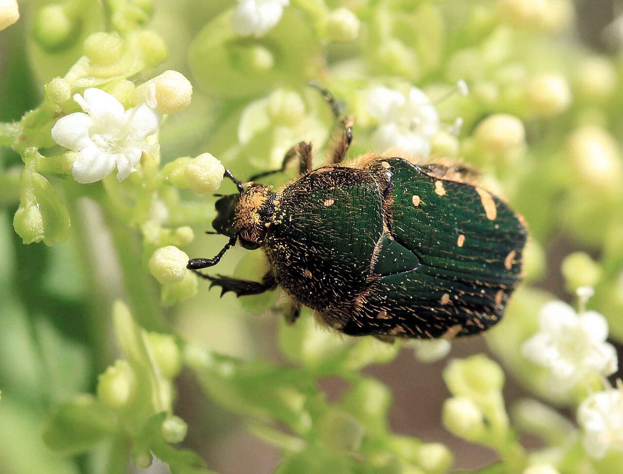 よく似た アオハナムグリ コアオハナムグリ こん近のblog