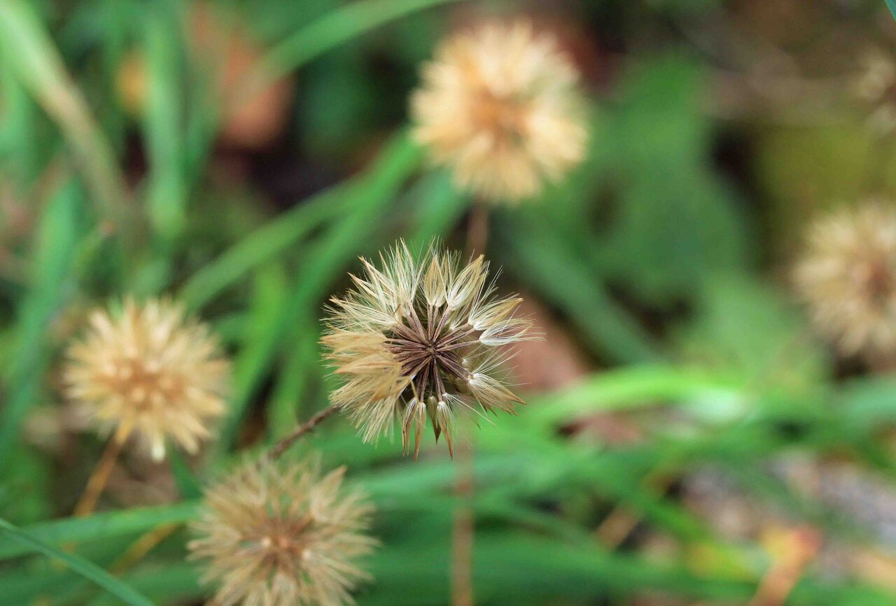 秋の花と実 キッコウハグマ イシミカワ アオツヅラフジ センボンヤリ こん近のblog