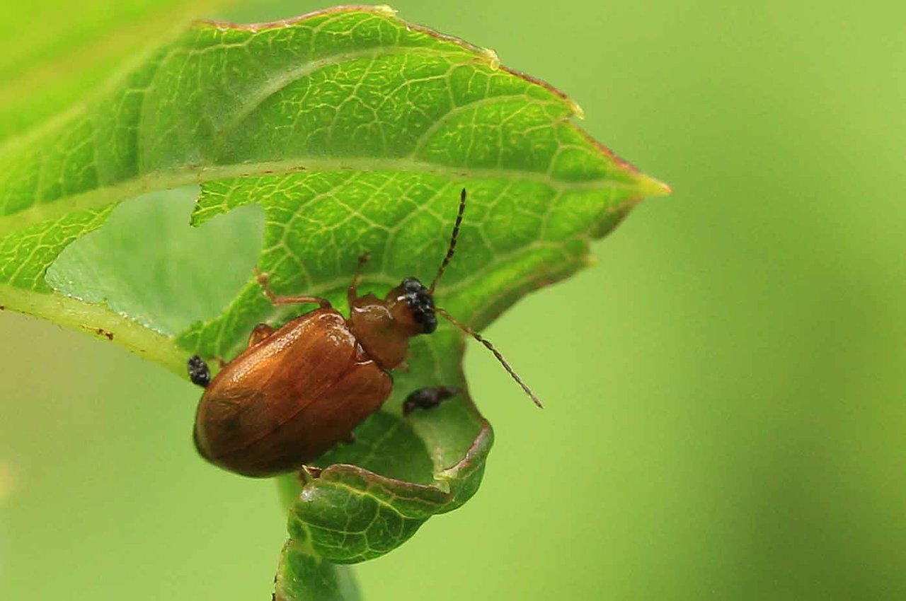 ハムシ科 ムナグロツヤハムシほか こん近のblog