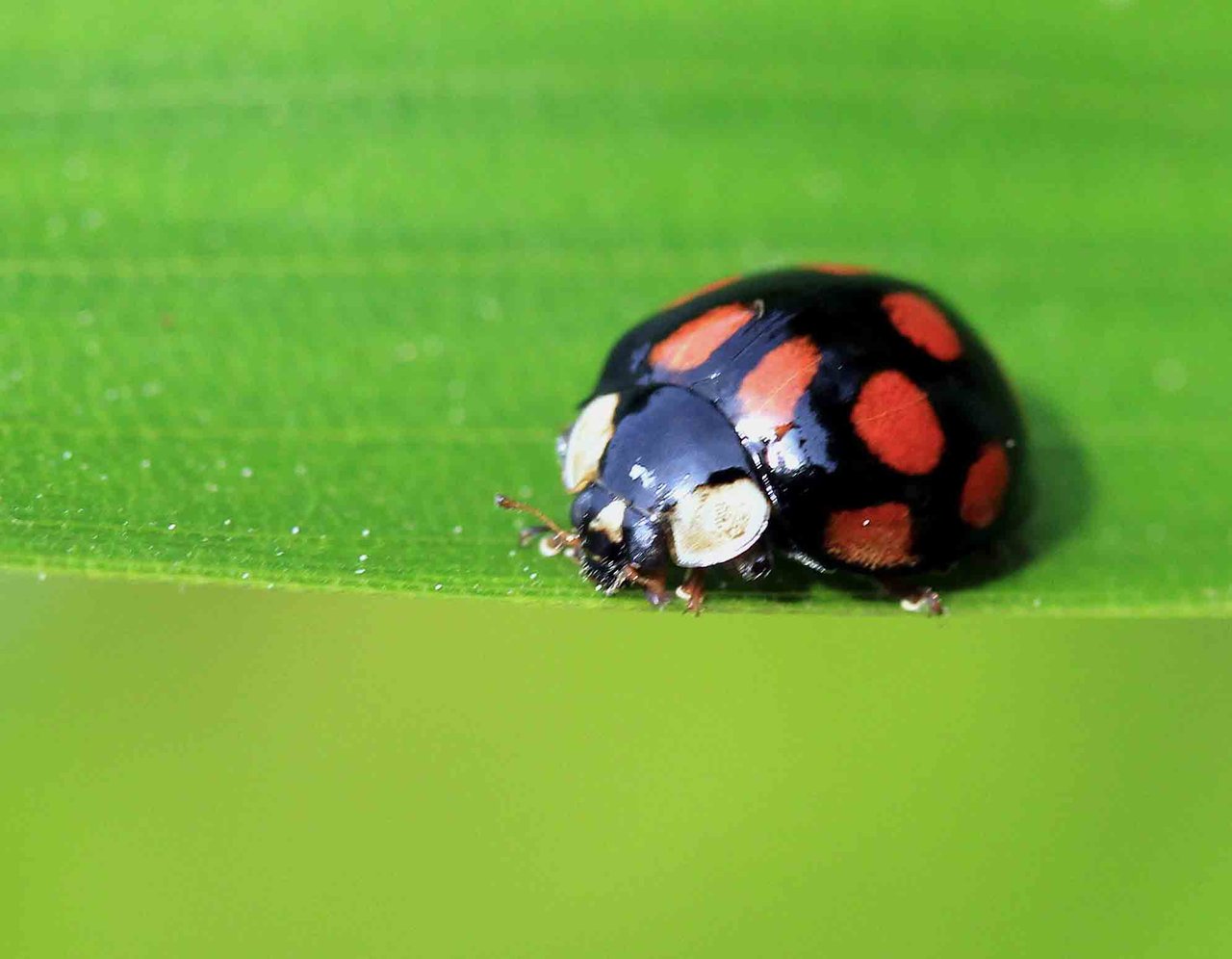 カメノコテントウ マダラテントウ仲間 ヒメカノコテントウ ナミテントウ こん近のblog