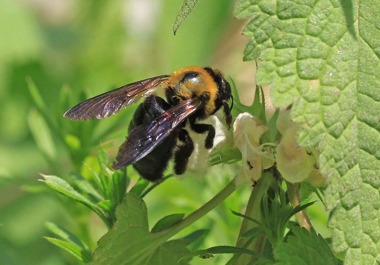 訪花する クマバチ コマルハナバチ こん近のblog 訪花する クマバチ コマルハナバチ こん近のblog