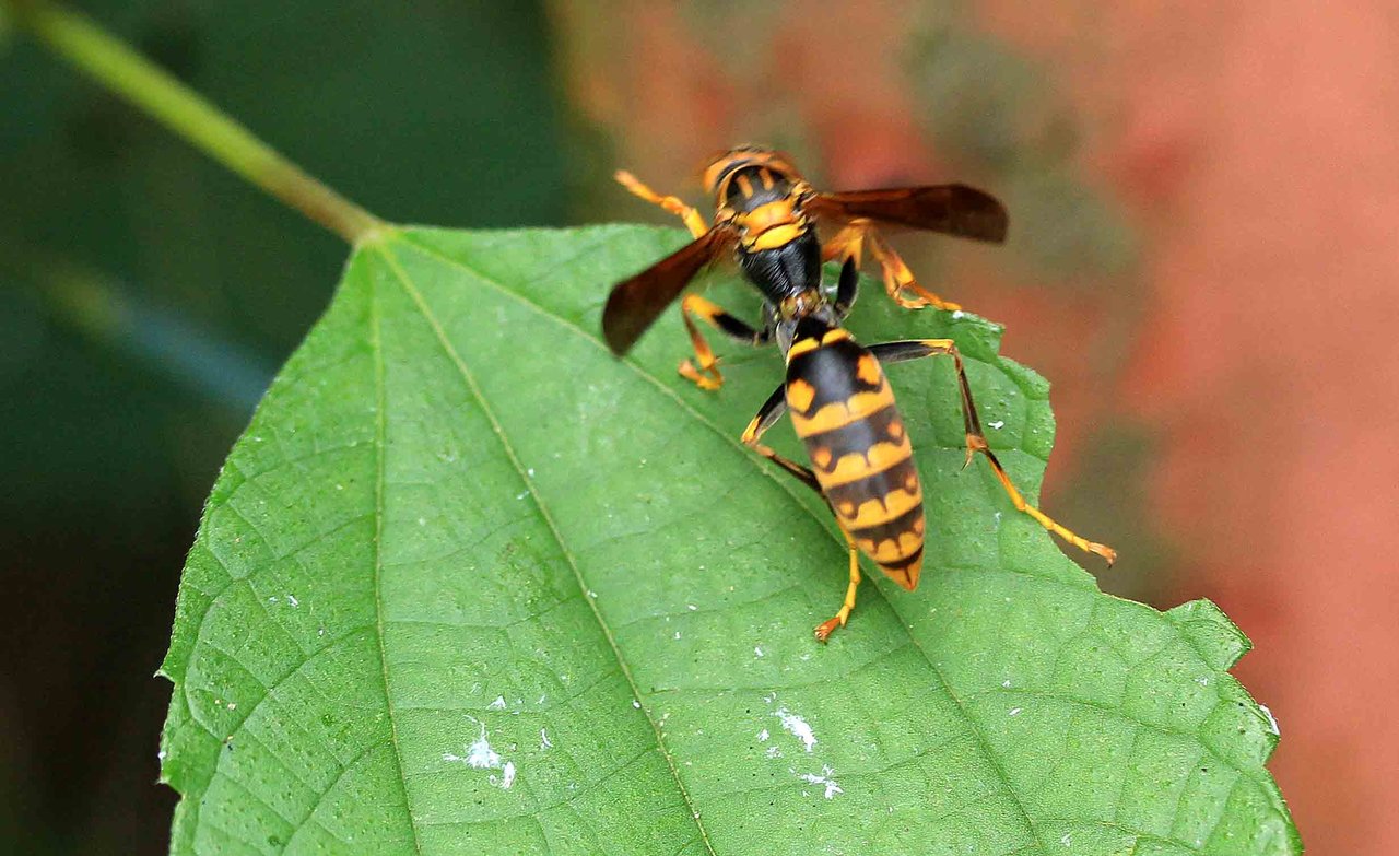 コアシナガバチ ヒメホソアシナガバチ セグロアシナガバチ こん近のblog