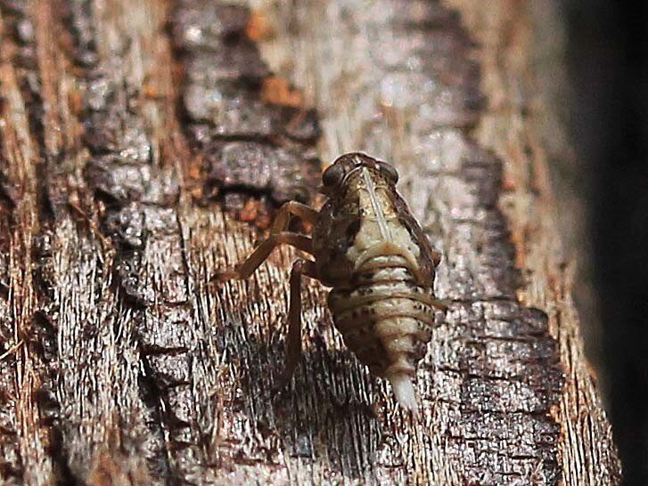 気になるこの虫は何だろう こん近のblog