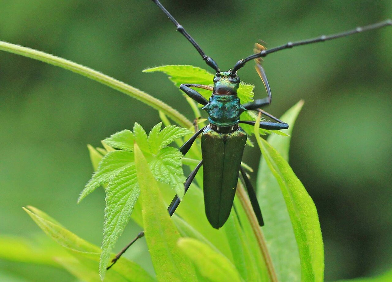 ○○トガクシフサヒゲアオカミキリ♂ RUSSIA○○昆虫 甲虫 虫 外国産
