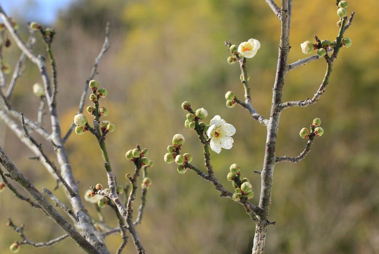 春のあしおと 紅梅 白梅 蝋梅 こん近のblog