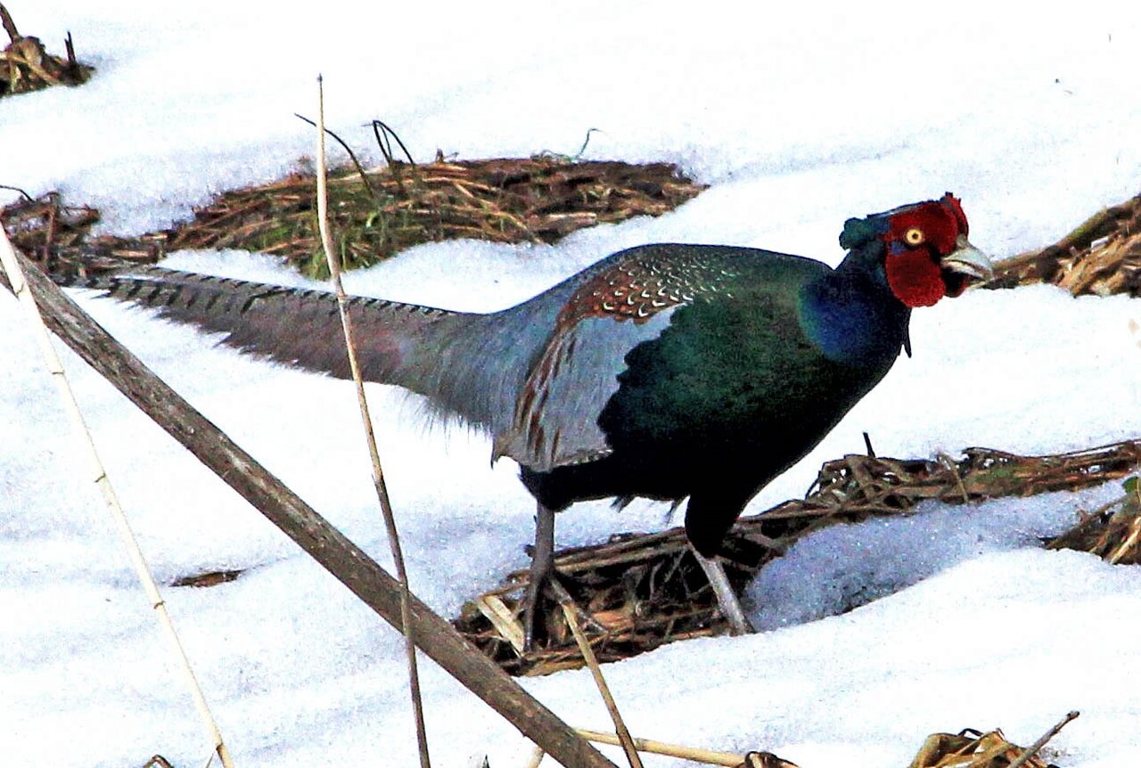 美しい国鳥 キジ 捕食する チュウサギ こん近のblog