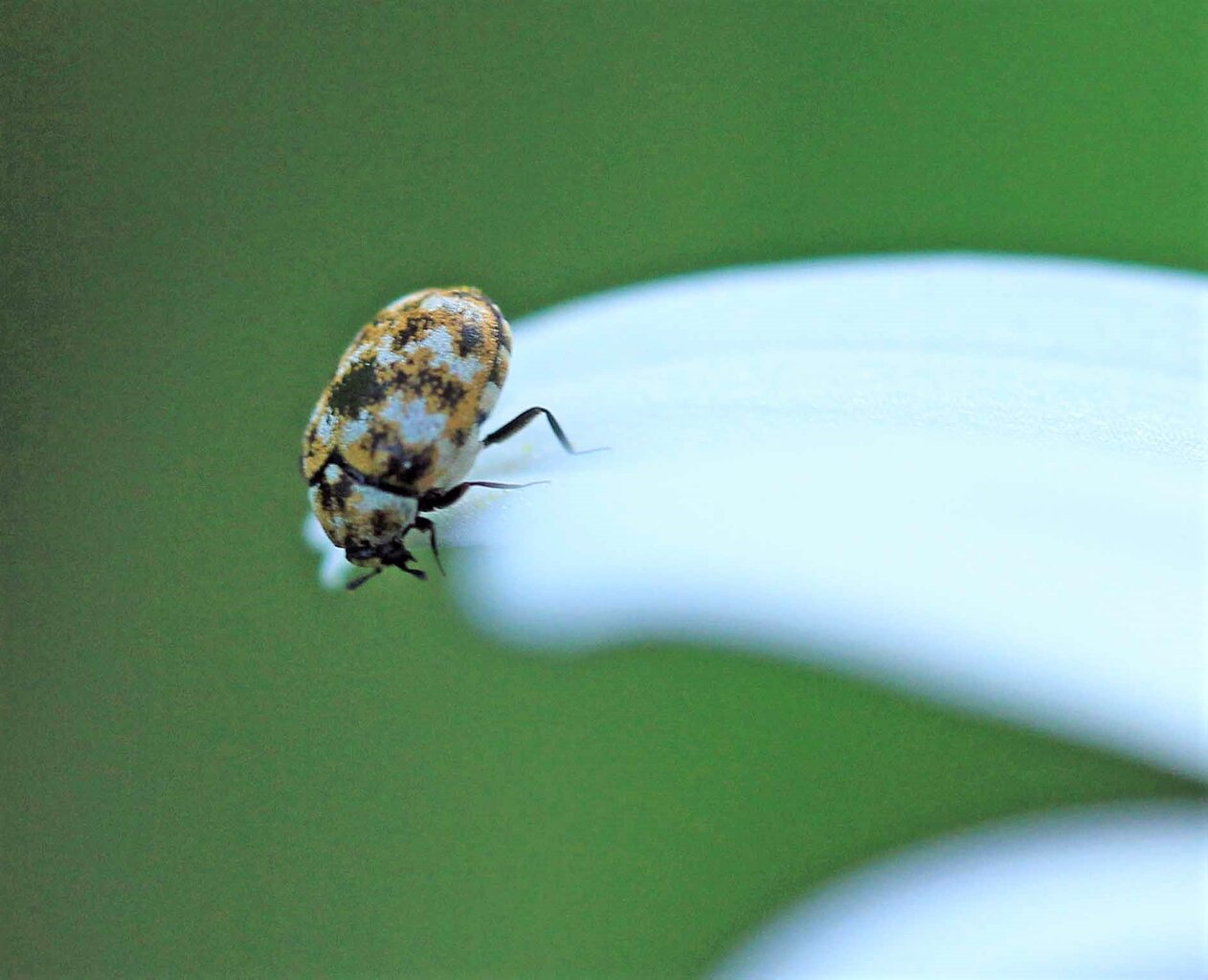 ヒメマルカツオブシムシ ムネアカアワフキ クロヒラタヨコバイ こん近のblog ヒメマルカツオブシムシ ムネアカアワフキ クロヒラタヨコバイ こん近のblog