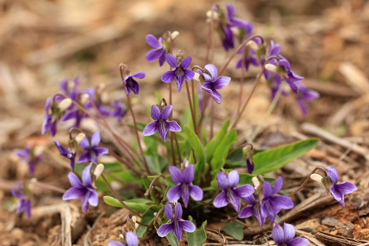 スミレ彩いろ ヒメスミレ スミレなど こん近のblog